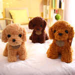 Small Teddy Poodle Plush Toy